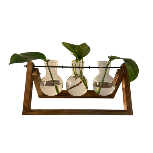 Vaso em vidro para planta hidropônica com 3 bulbos