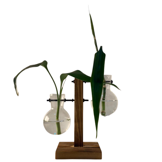 Vaso em vidro para planta hidropônica com 2 bulbos