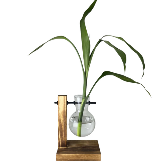 Vaso em vidro para planta hidropônica com 1 bulbo